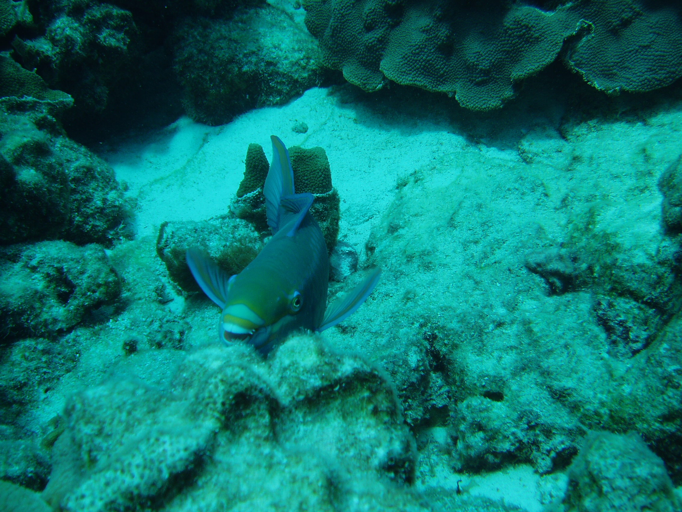 Parrotfish in Bonaire