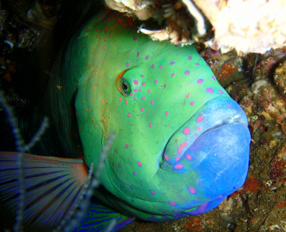 Parrotfish @ night