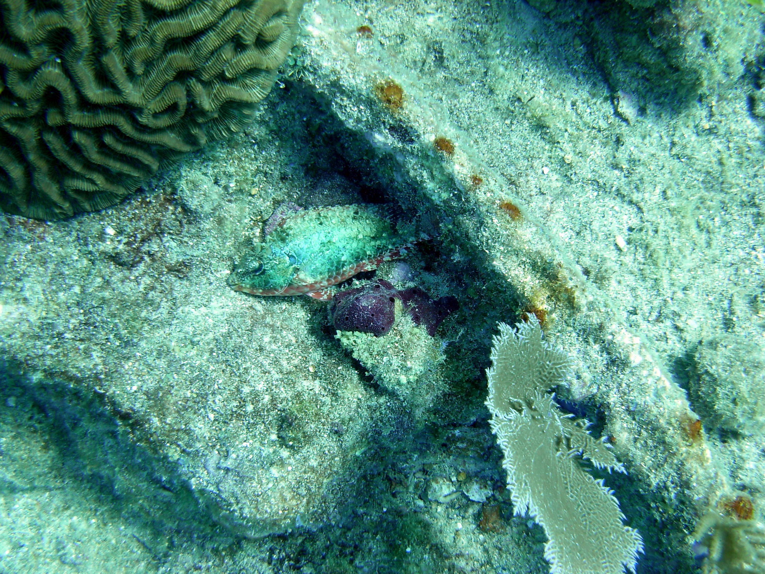 Parrotfish playing dead.