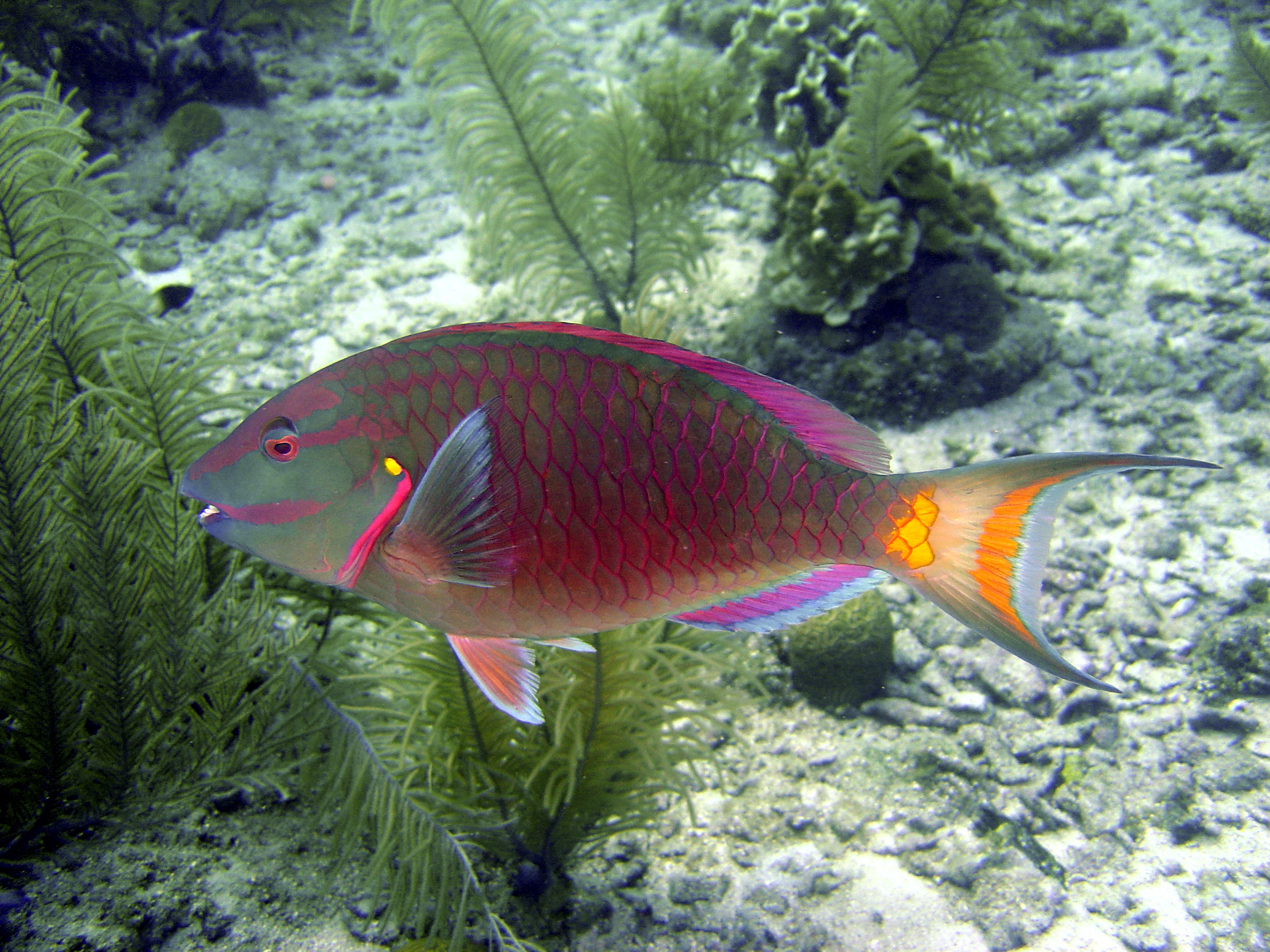 Parrotfish. Roatan, Honduras. October 2005