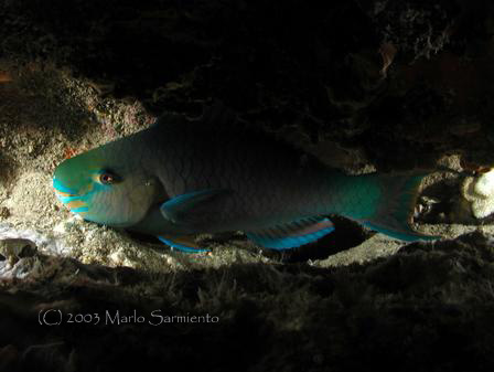 Parrotfish Sleeping in Crevice