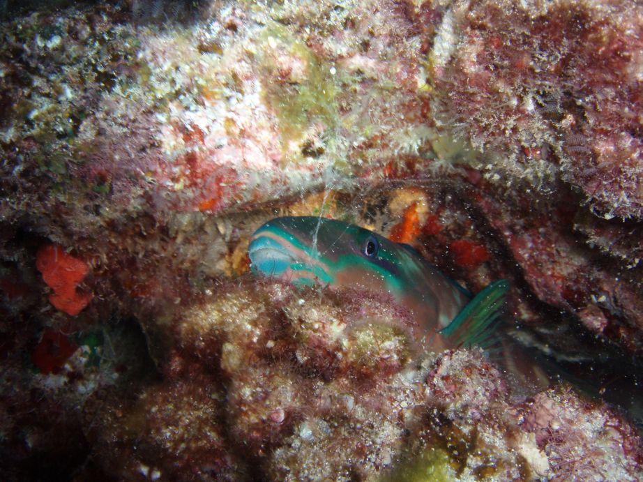 Parrotfish sleeping with bubble around his head