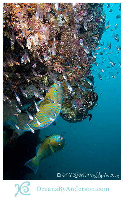 Parrotfish w/ bait