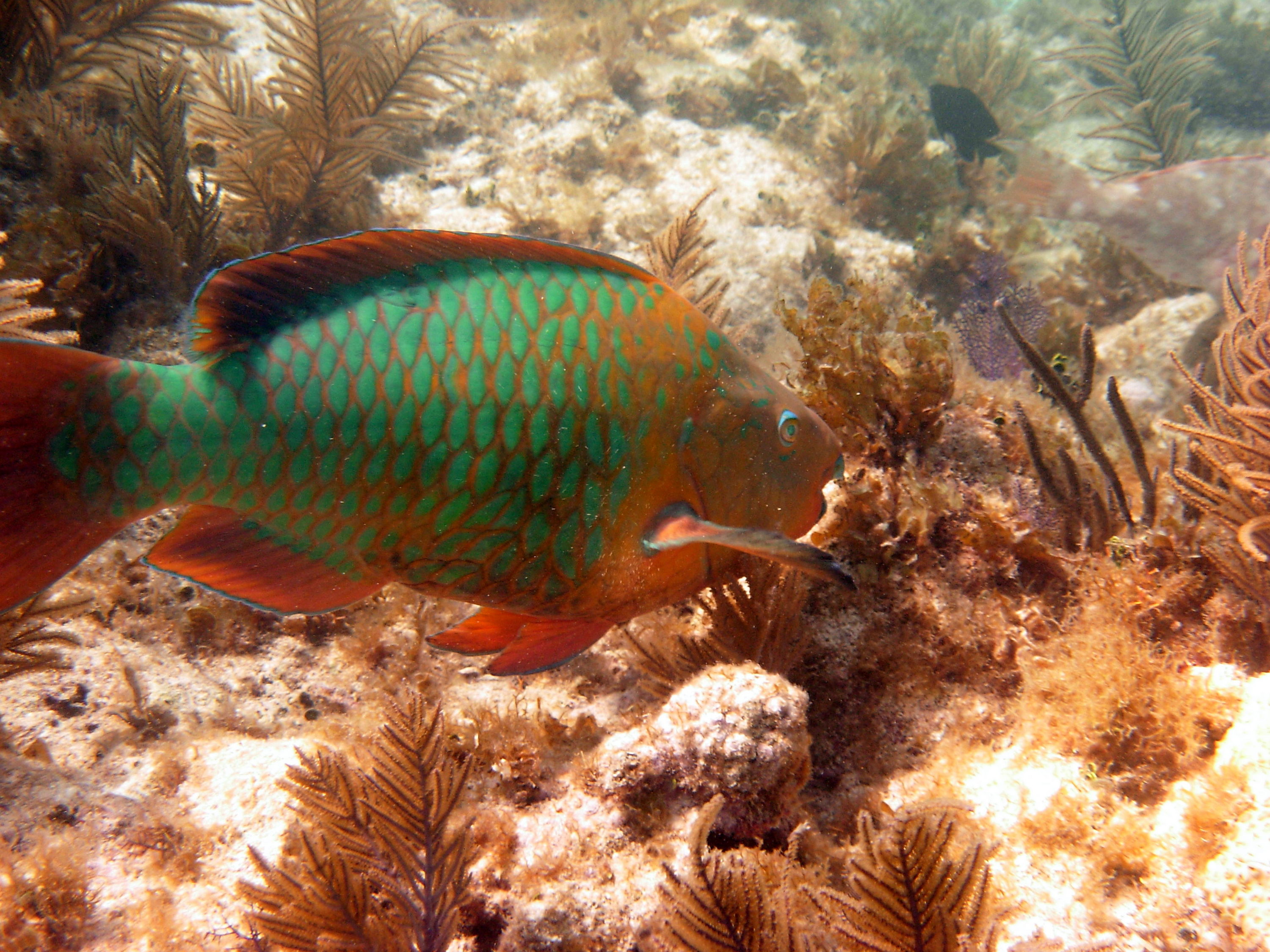 Parrotfish