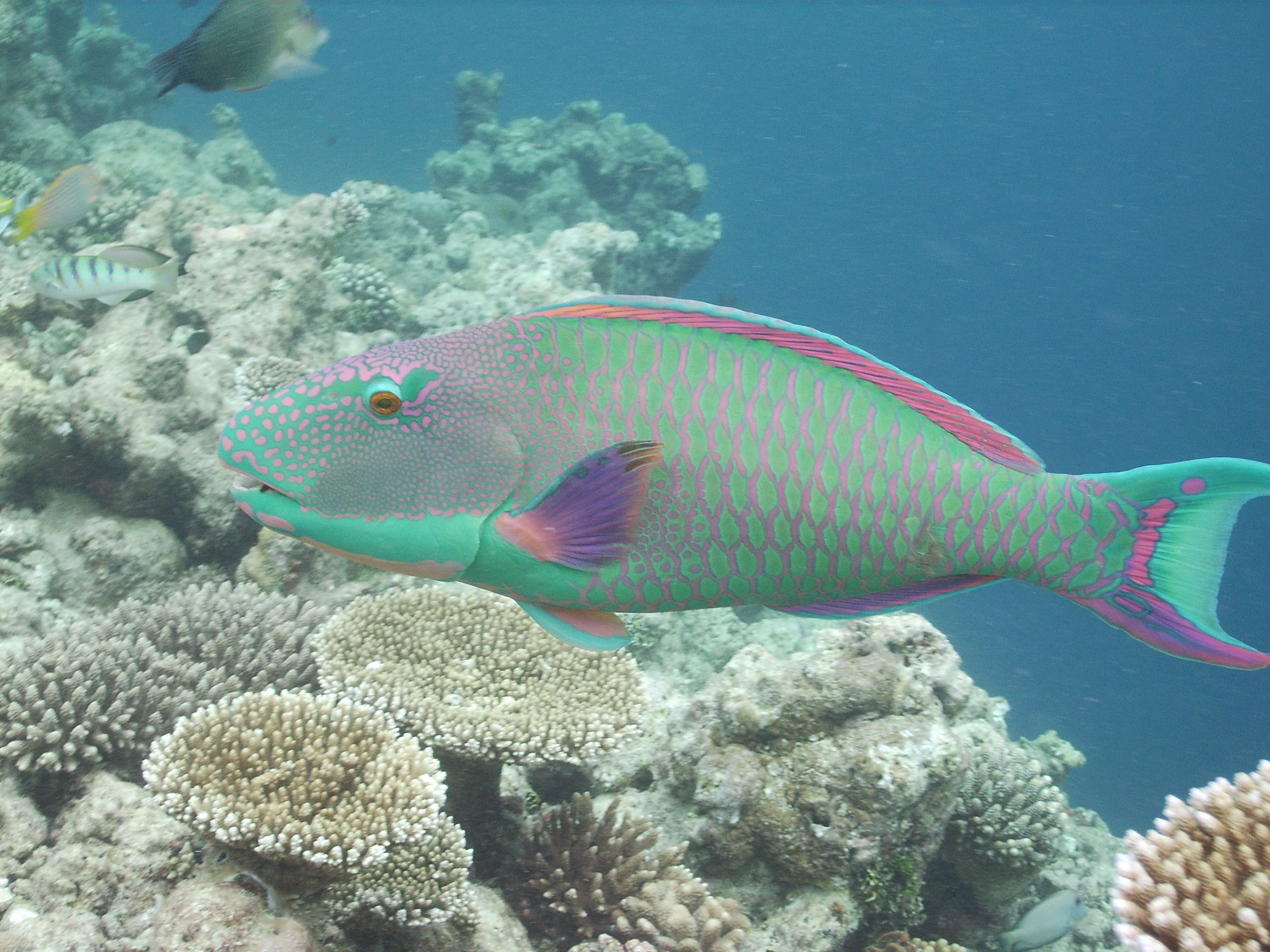 Parrotfish