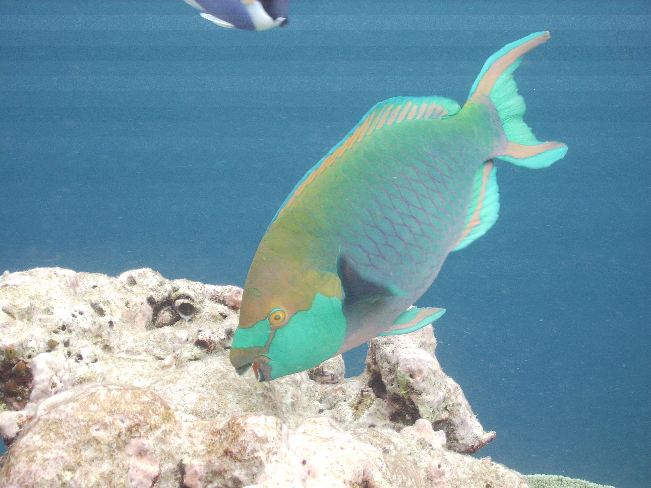 Parrotfish