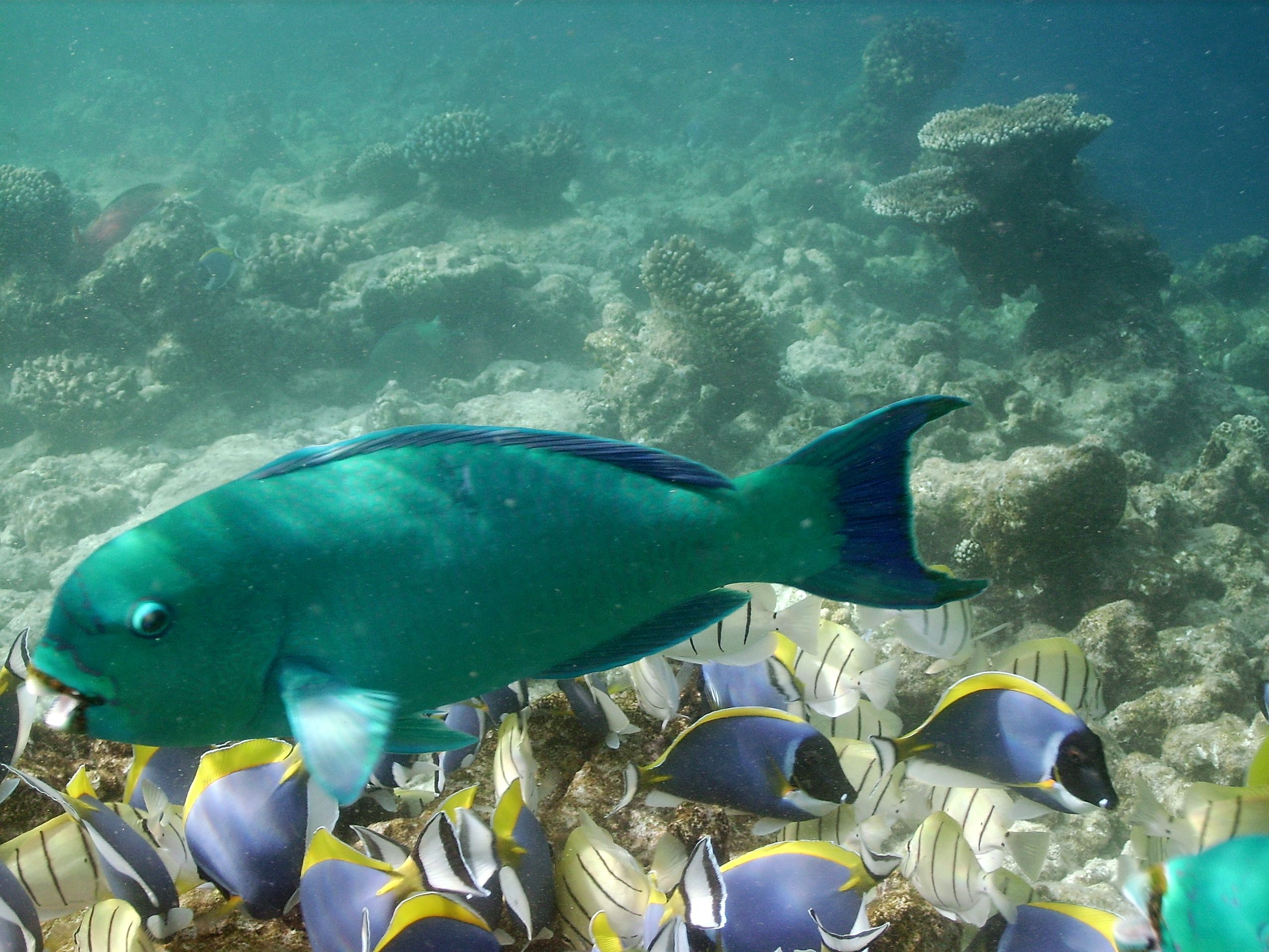 Parrotfish