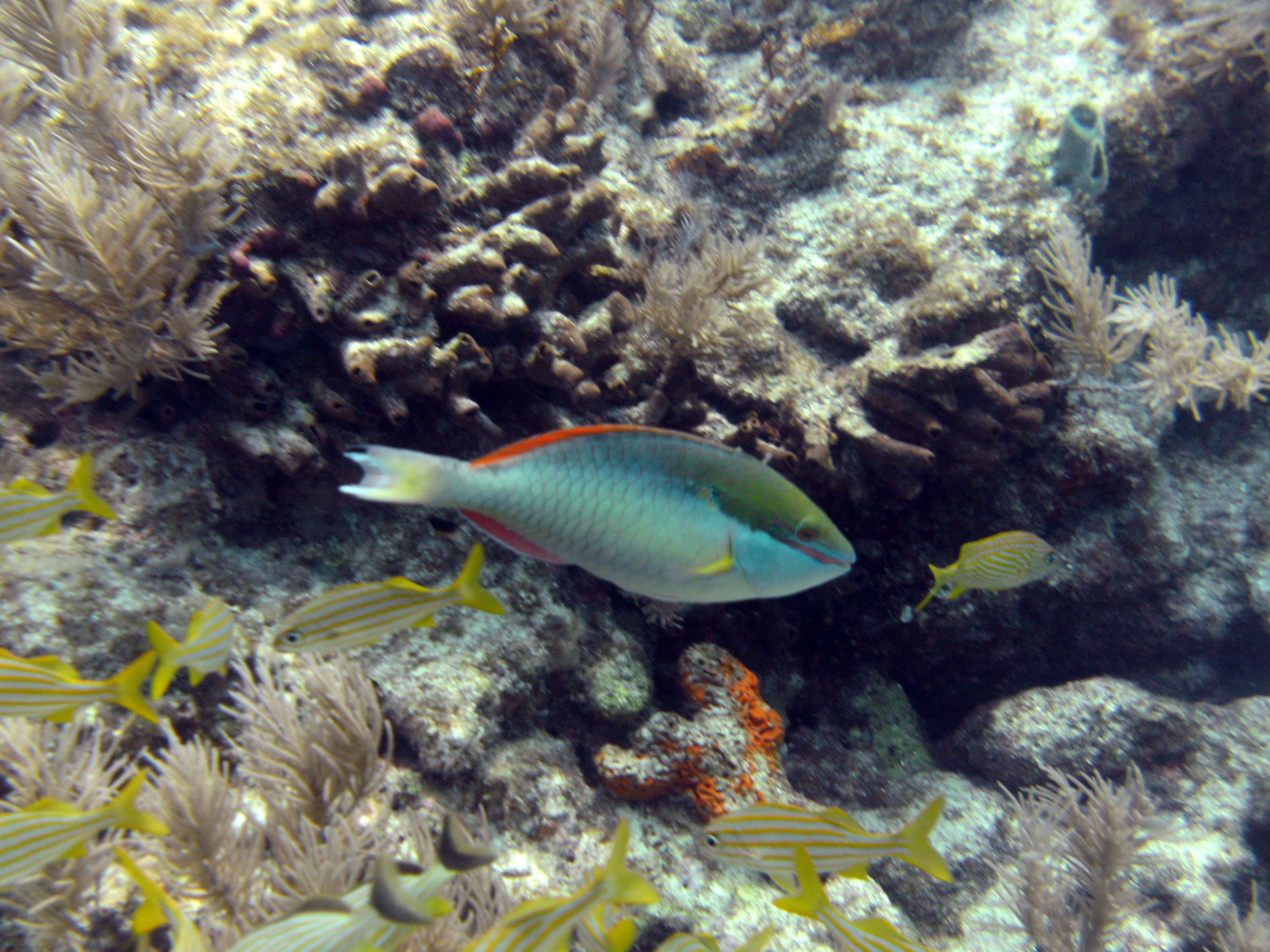 Parrotfish