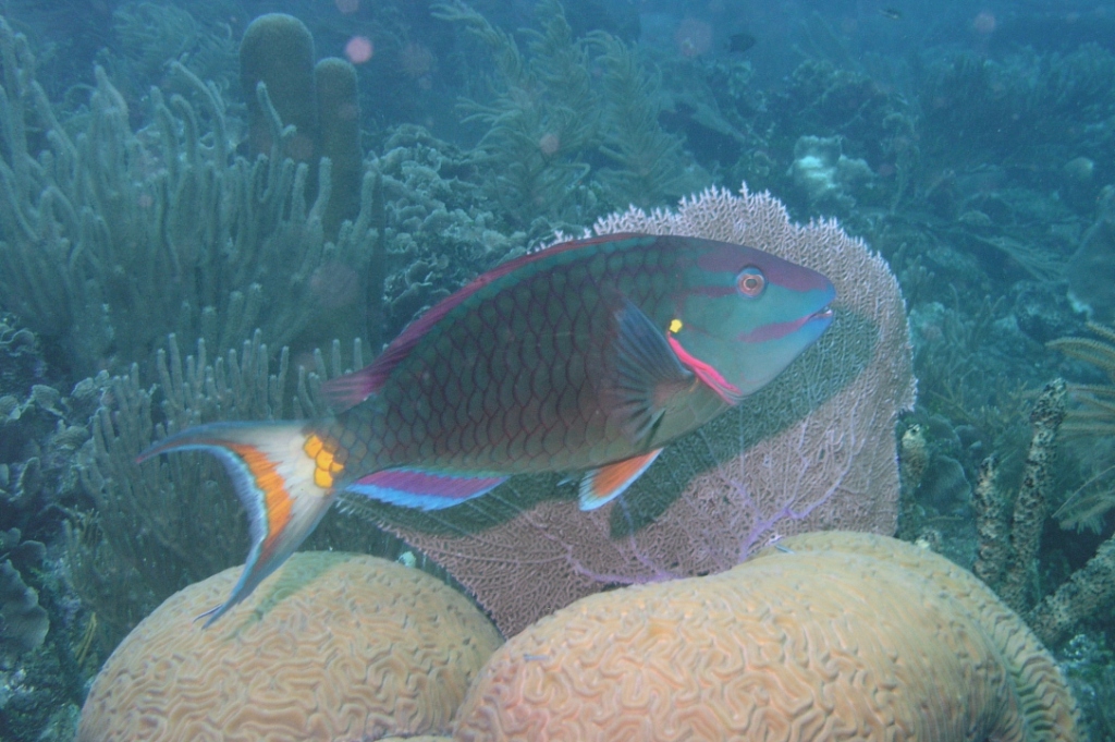 Parrotfish