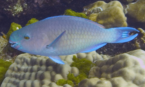 Parrotfish