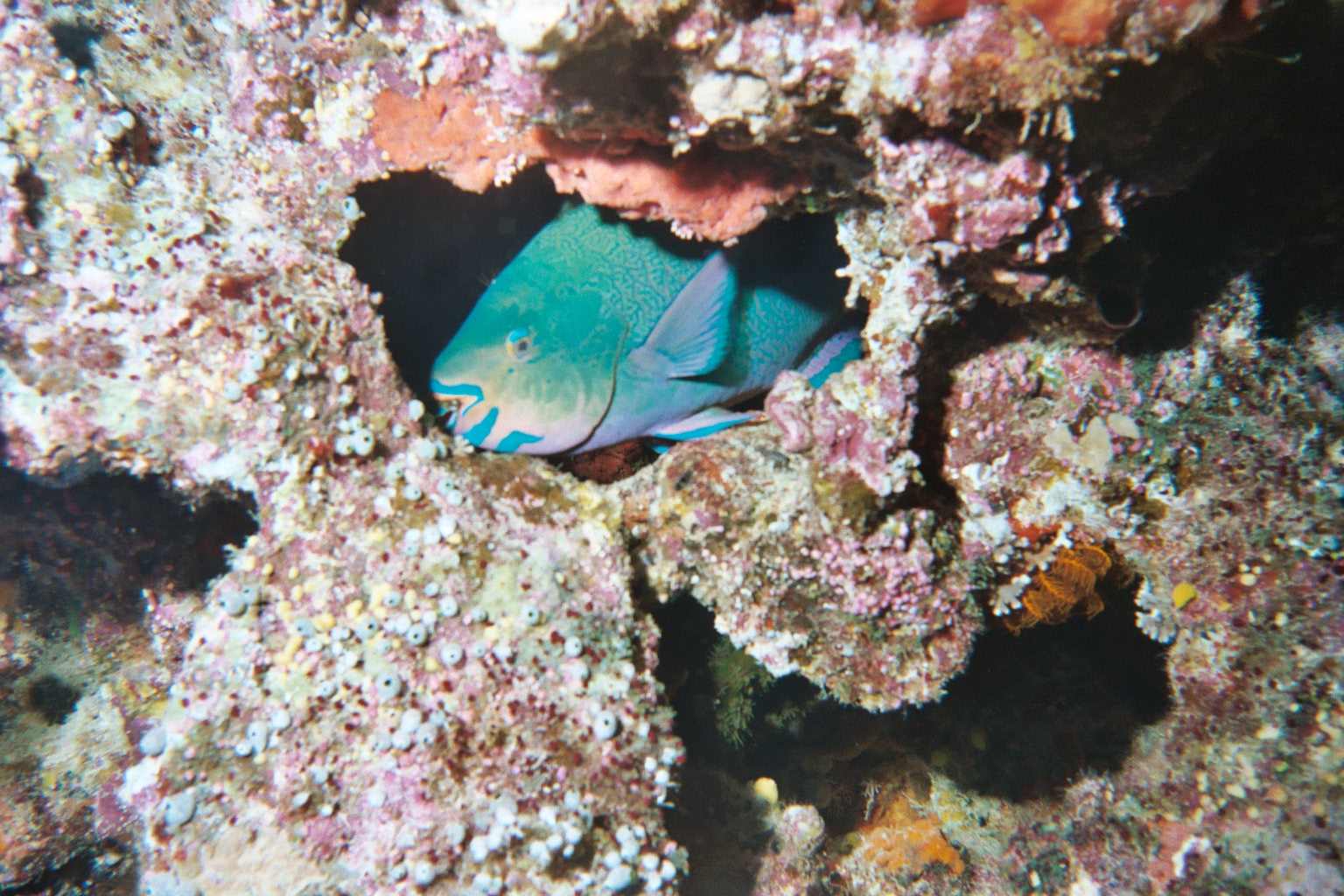 Parrotfish