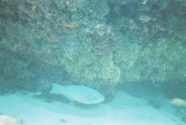 Parrotfish