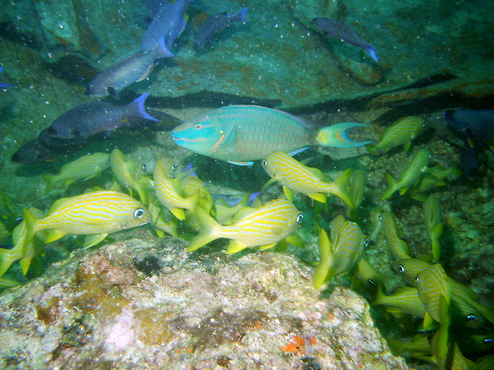 Parrotfish