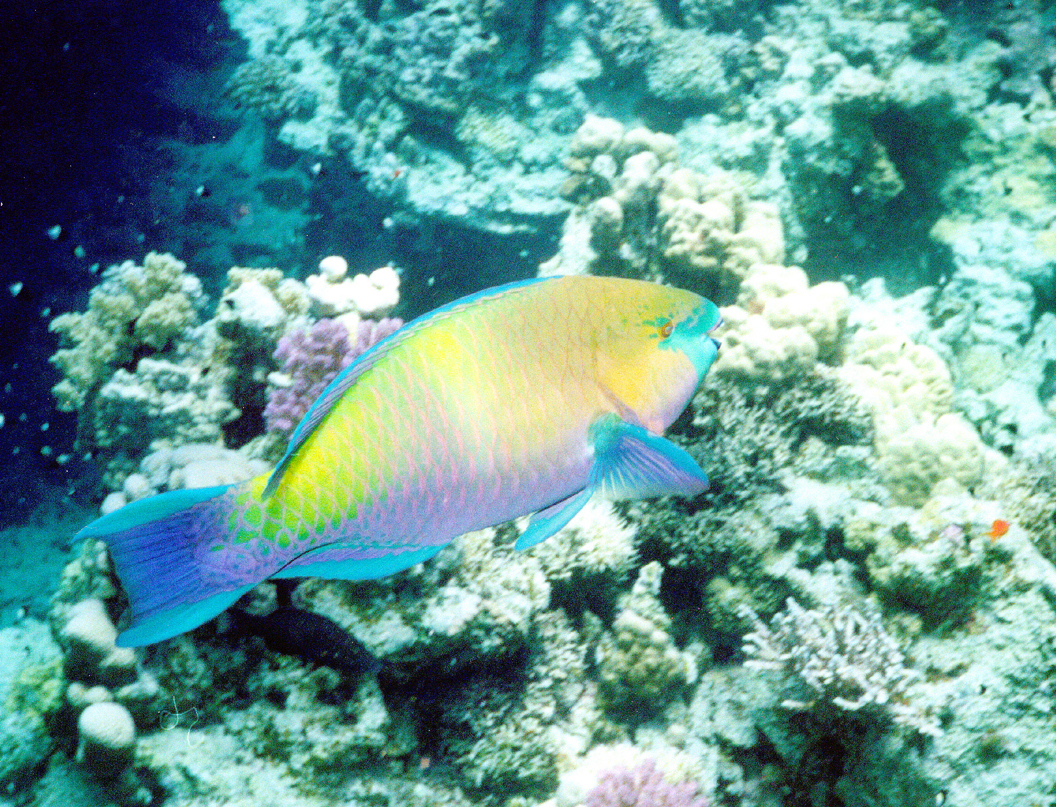 parrotfish