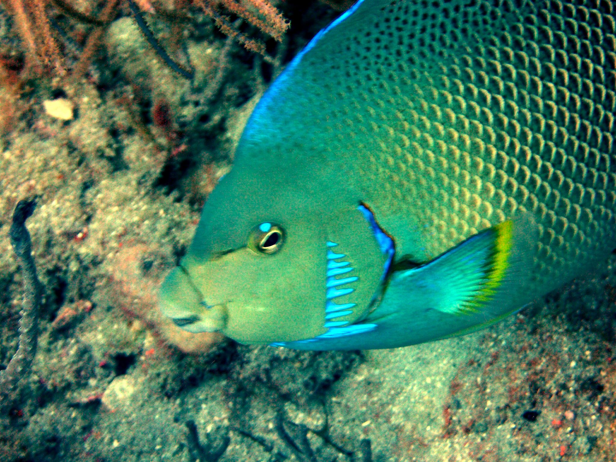 Parrotfish