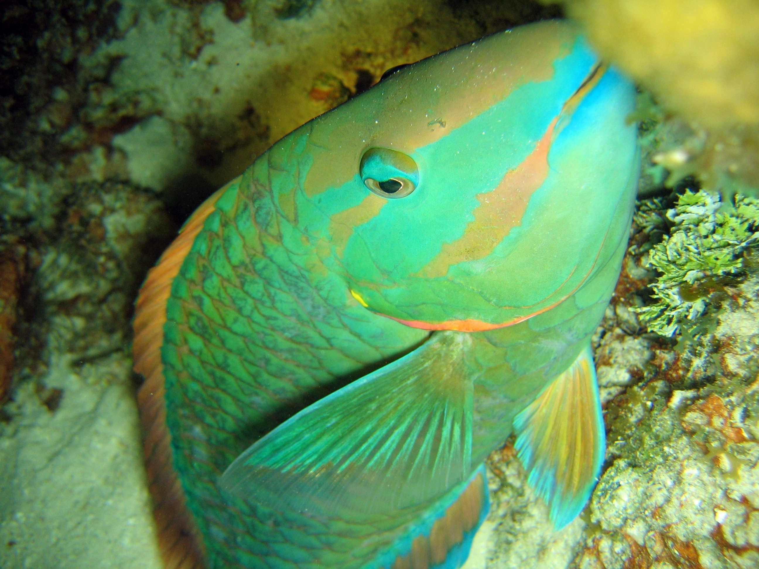 Parrotfish