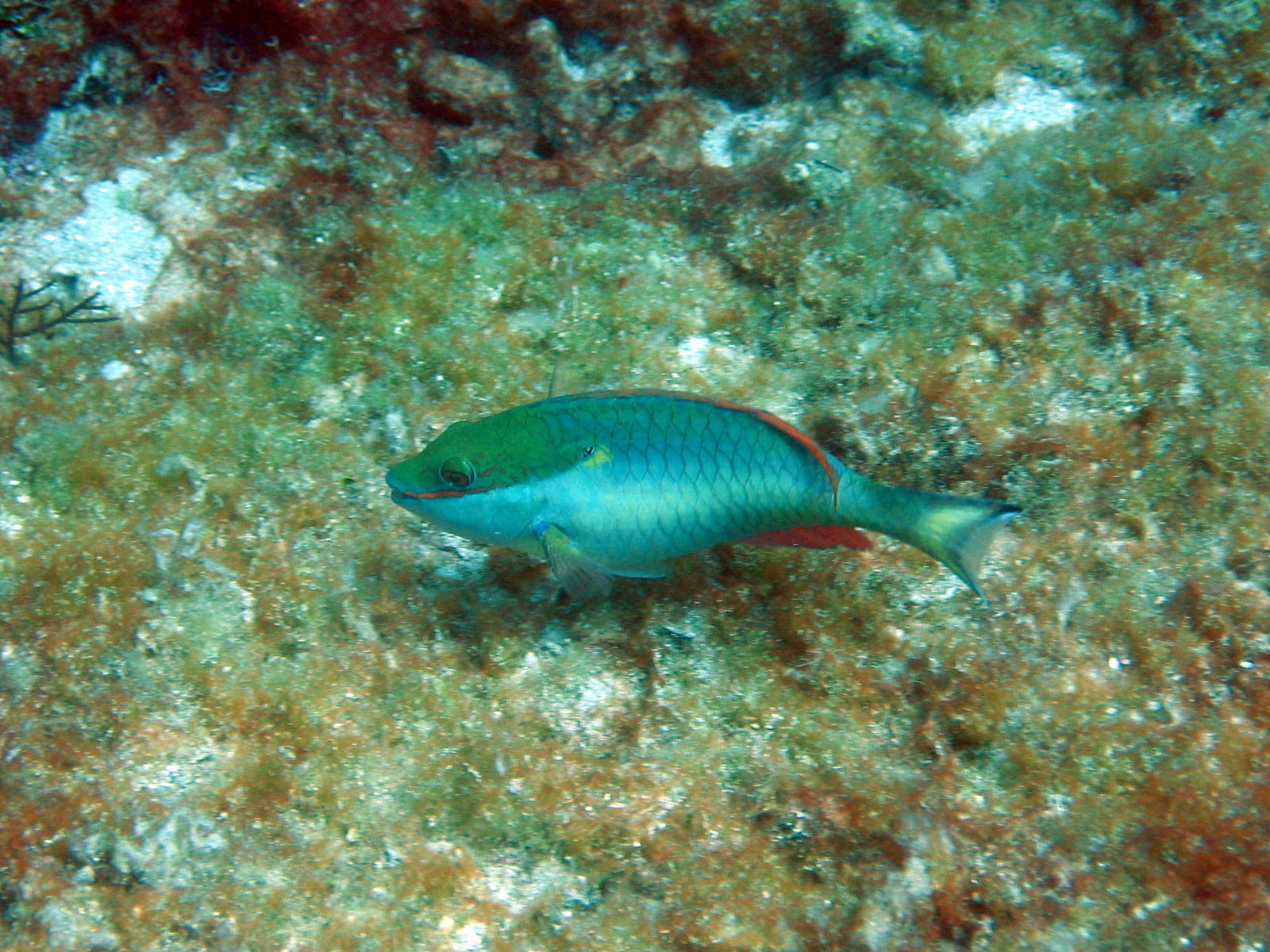 parrotfish