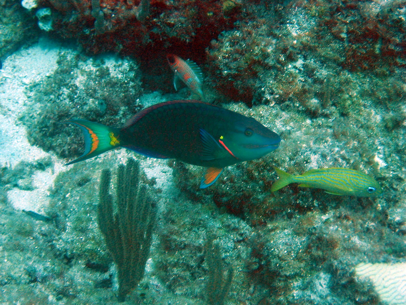 parrotfish