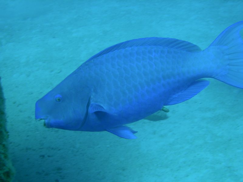 Parrotfish