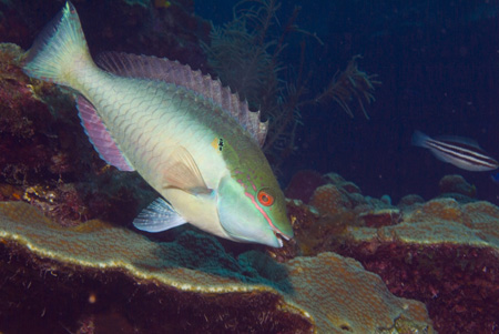 parrotfish