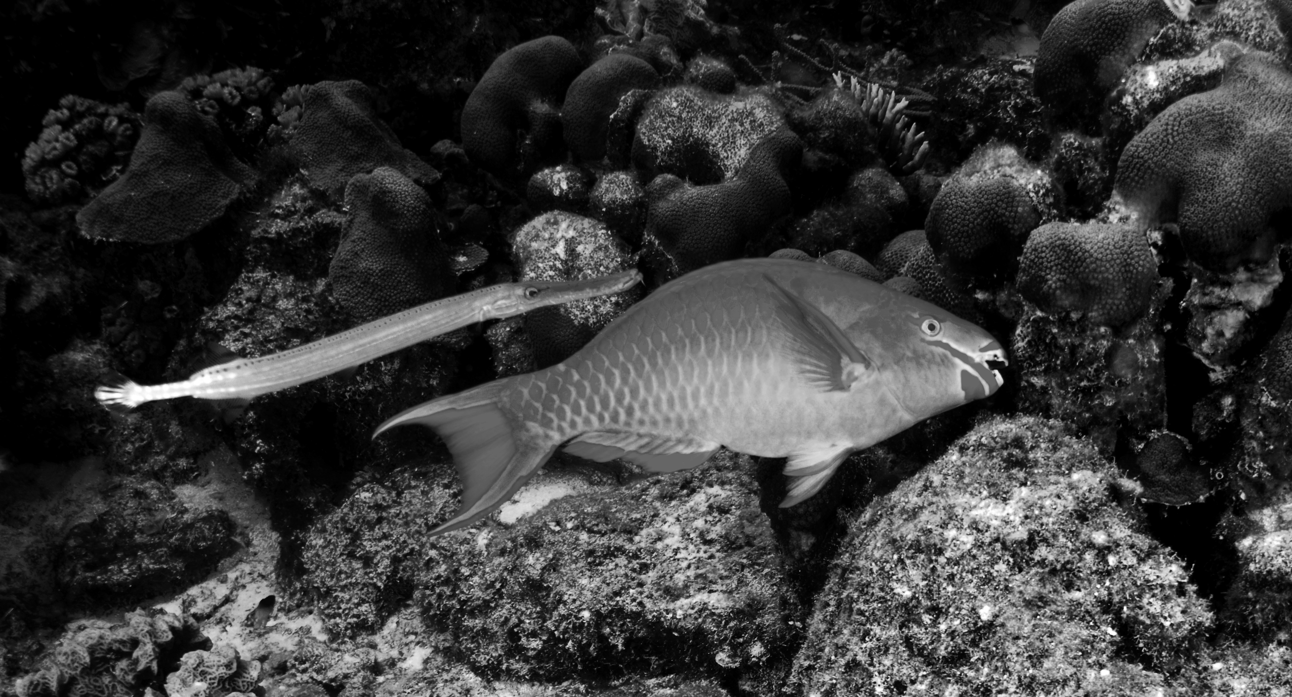 PARROTFISH1B_W_resize