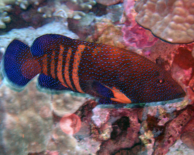 Parrotfish2