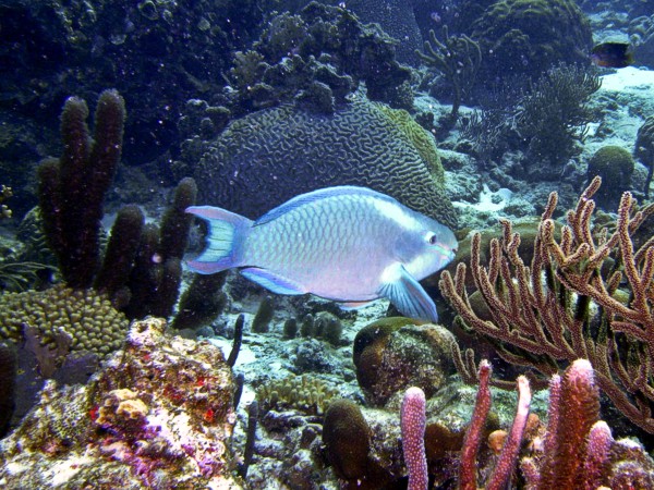 parrotfish7