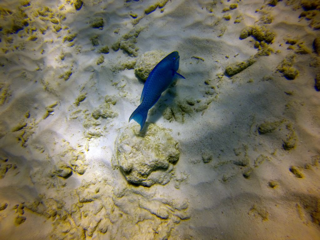 parrotfish8