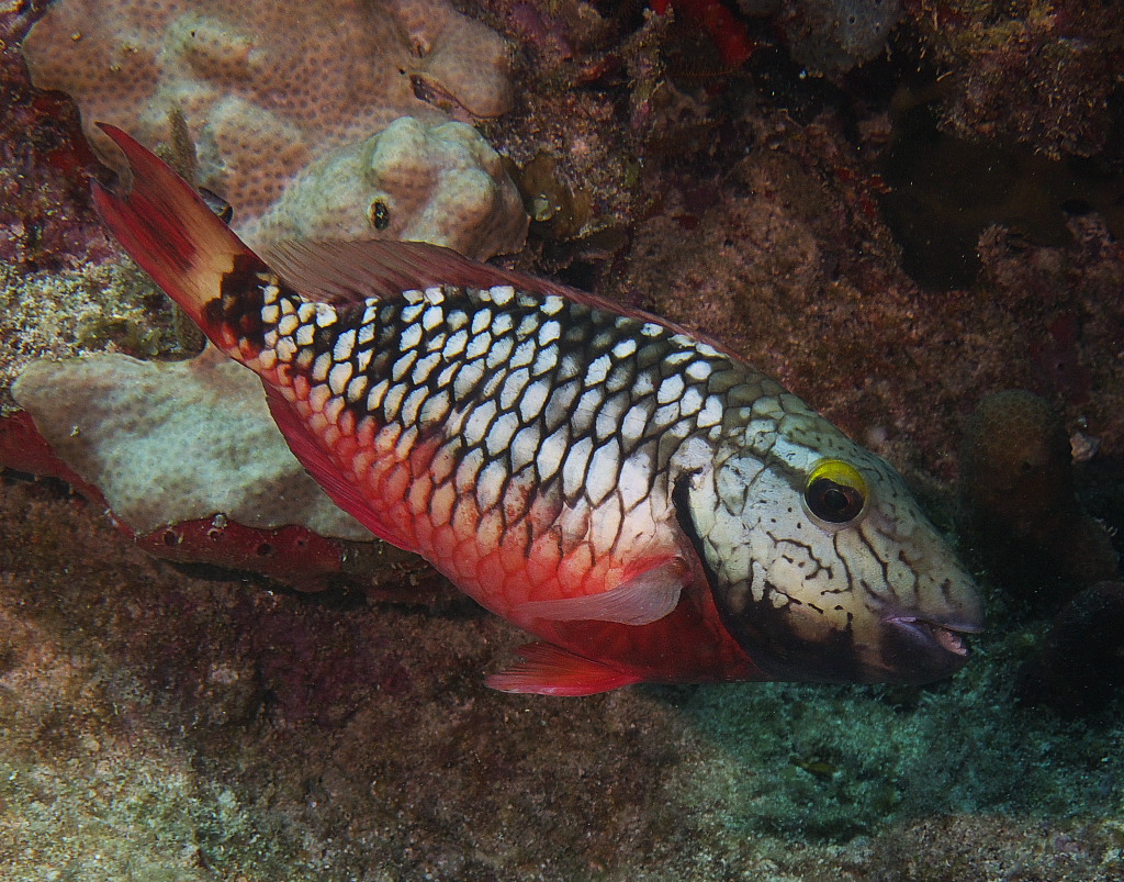 parrotfish_03