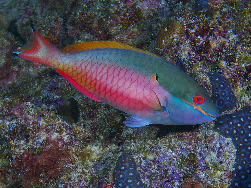 parrotfish_04