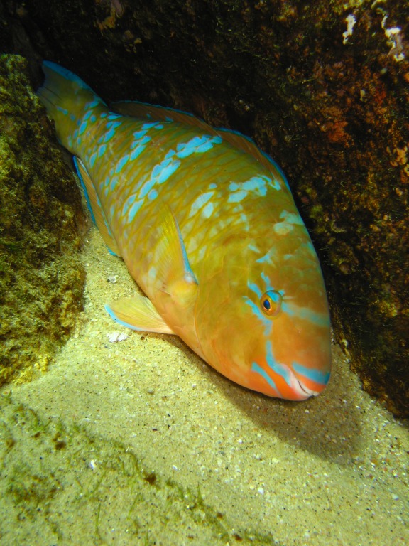 parrotfish_resized_0484