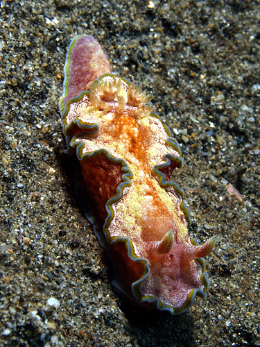 Pastel Nudi