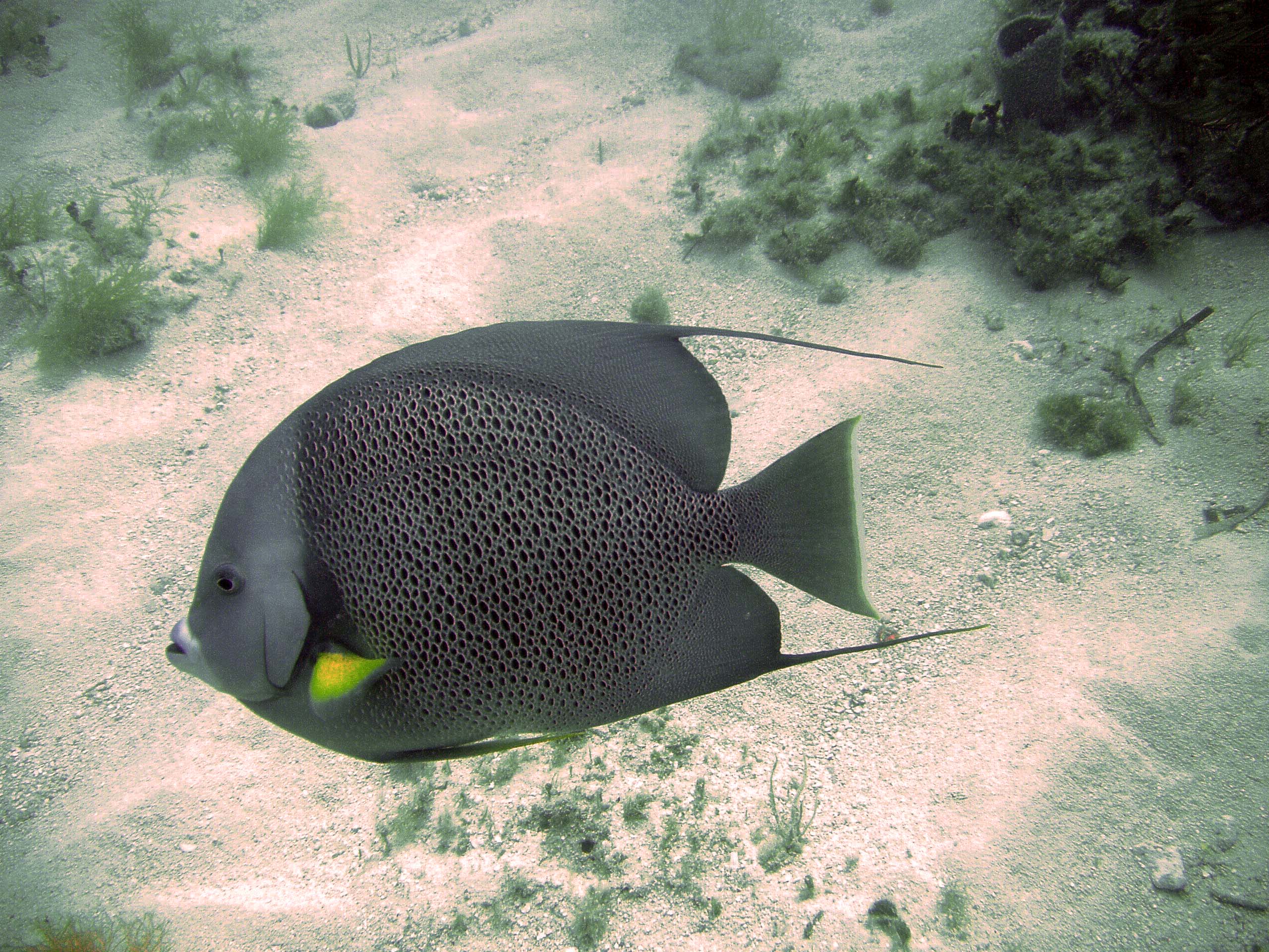 Patch Reef Off Marathon