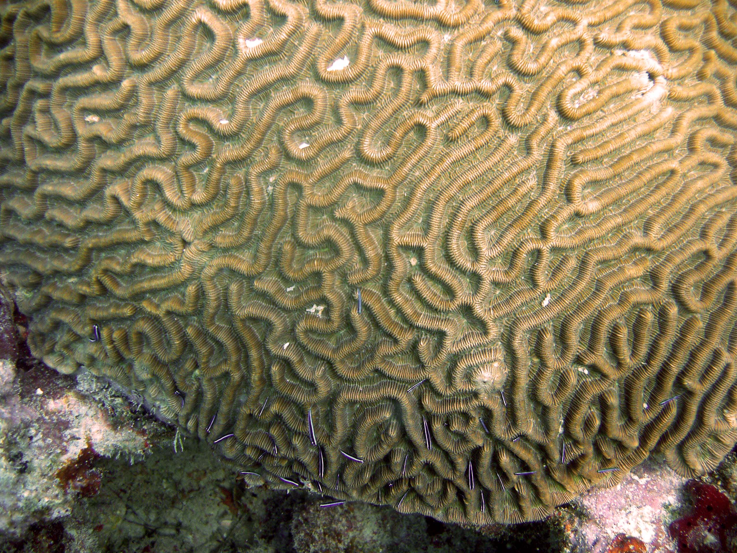 Patch Reef Off Marathon