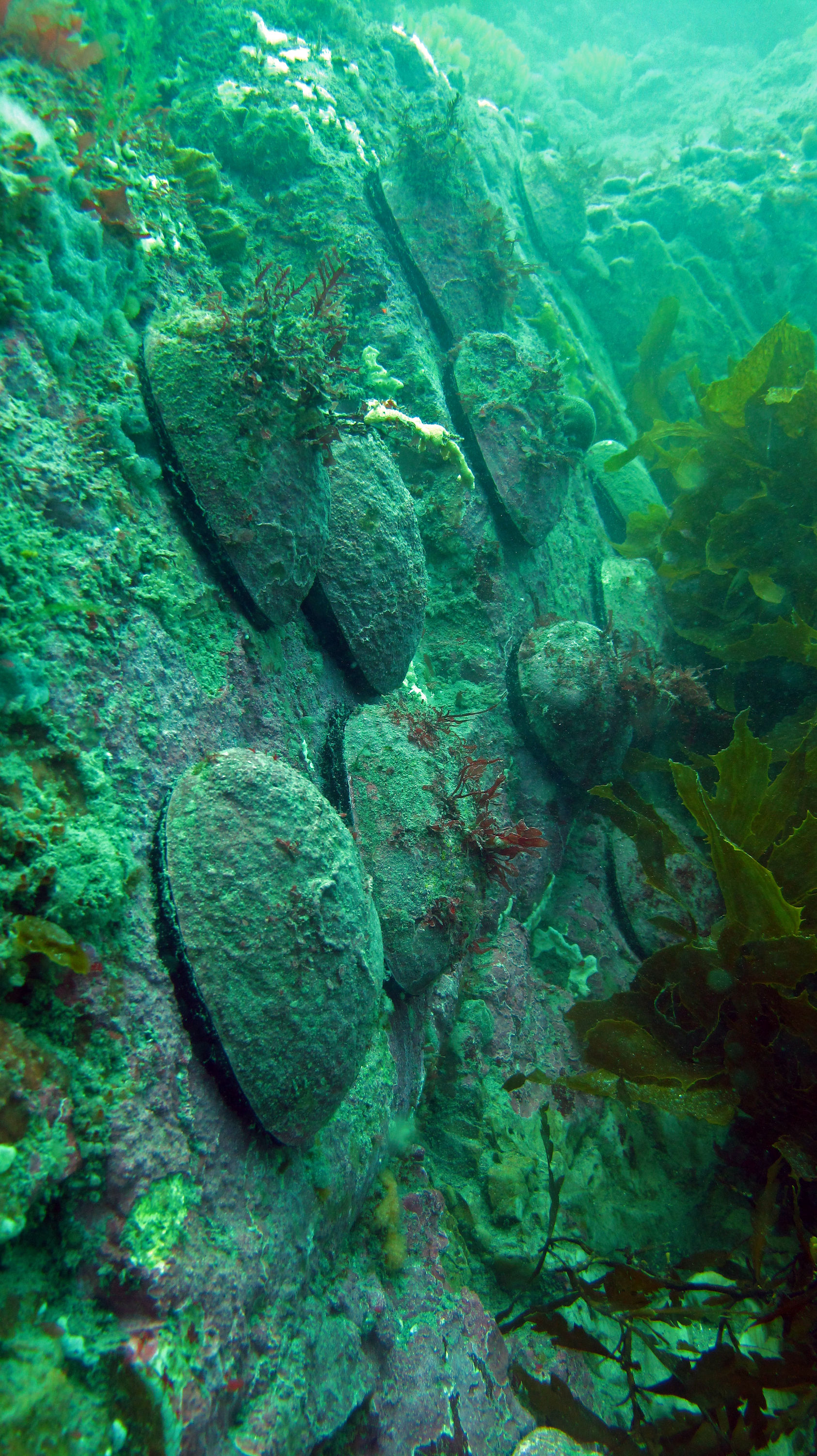 Paua (abalone) Wellington South Coast