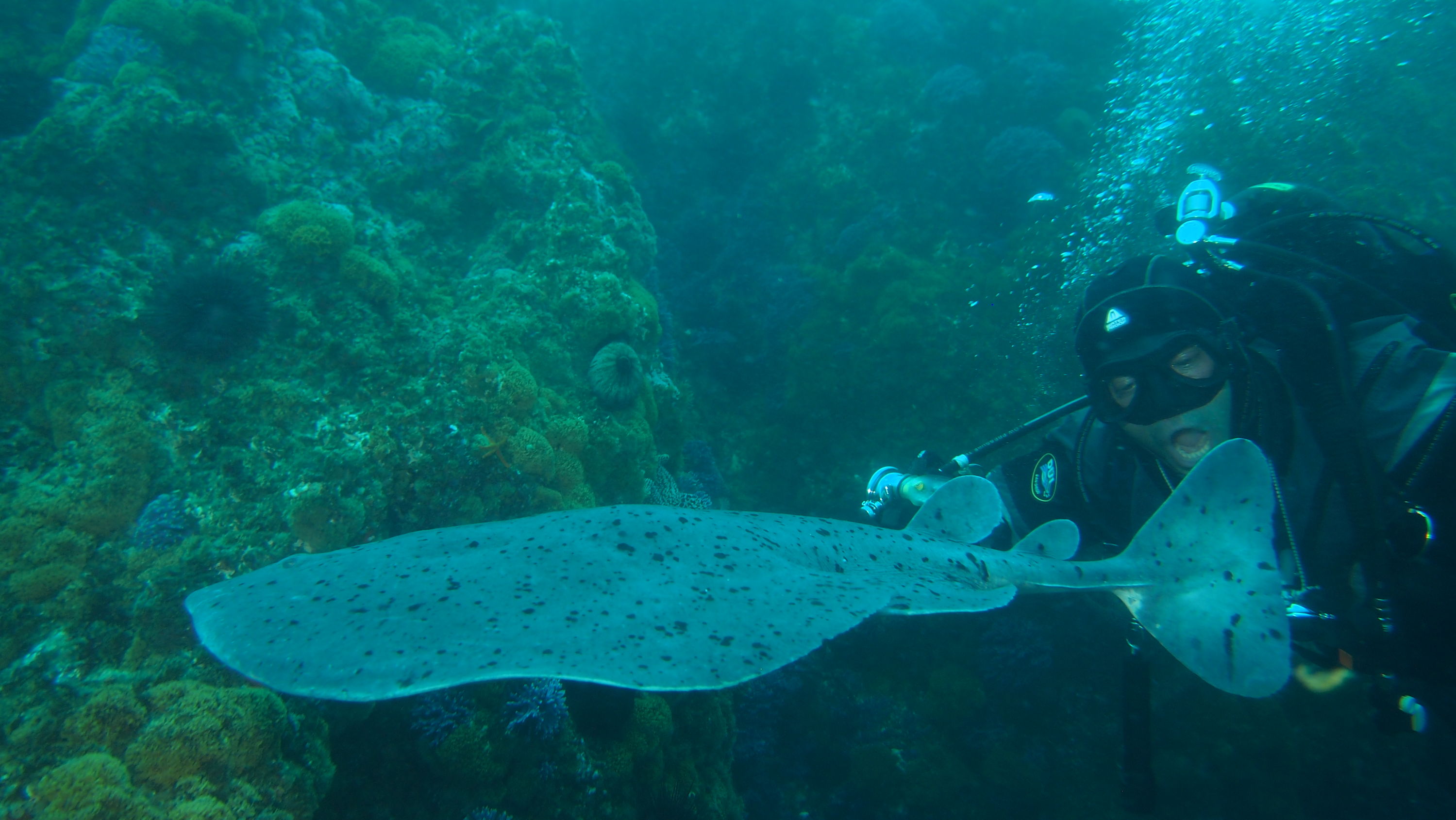 Paul "taking a bite" out of an electric ray!