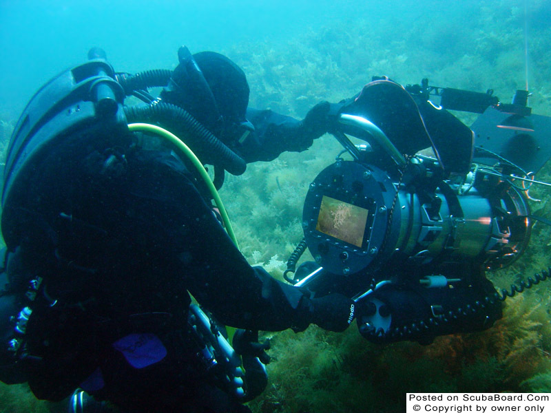 Pawel filming leafy seadragons