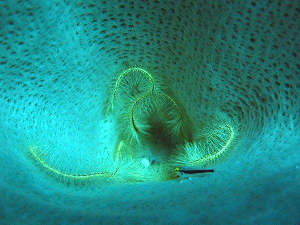 PB_Brittle_Star_and_Blenny_in_sponge_sm