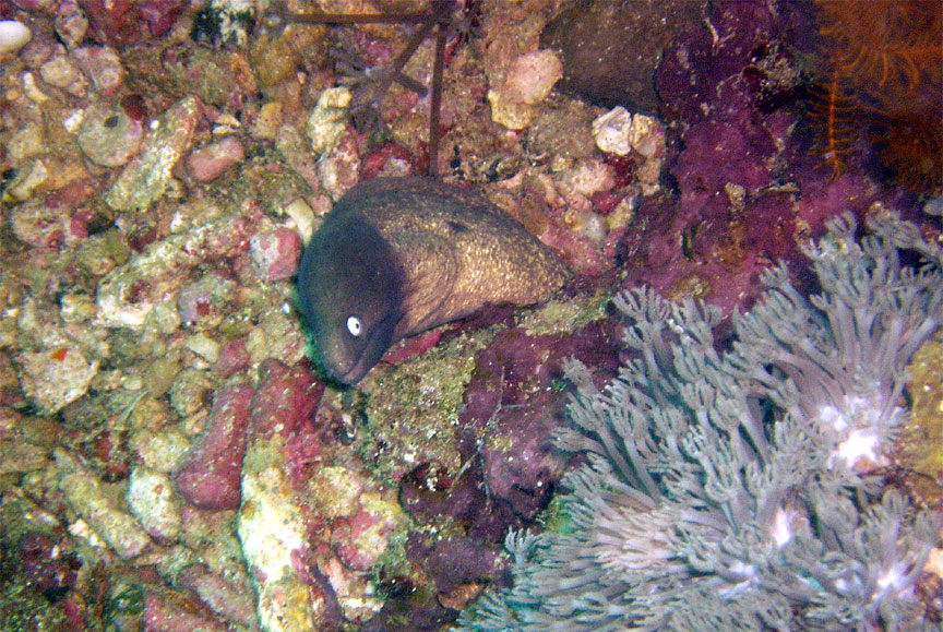 PC300122-White-Eyed-Moray-Eel