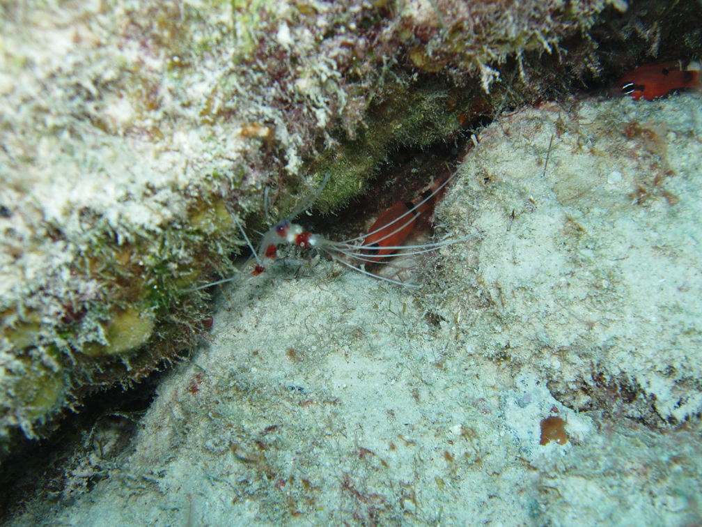 PDC - Coral Banded Shrimp