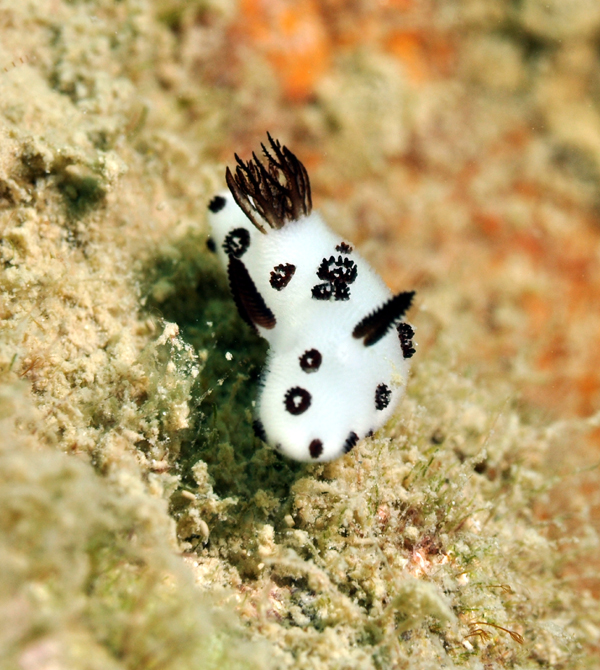 pea size nudi