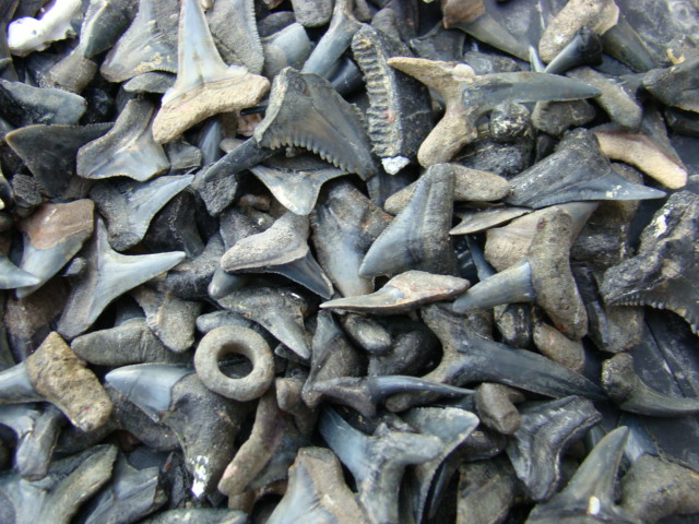 Peace river shark teeth