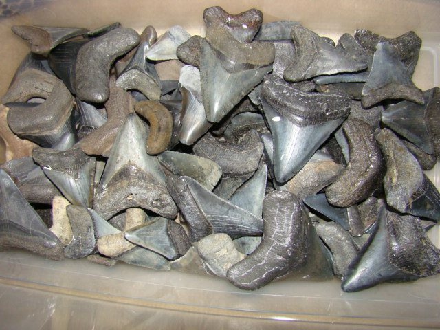 Peace River shark teeth