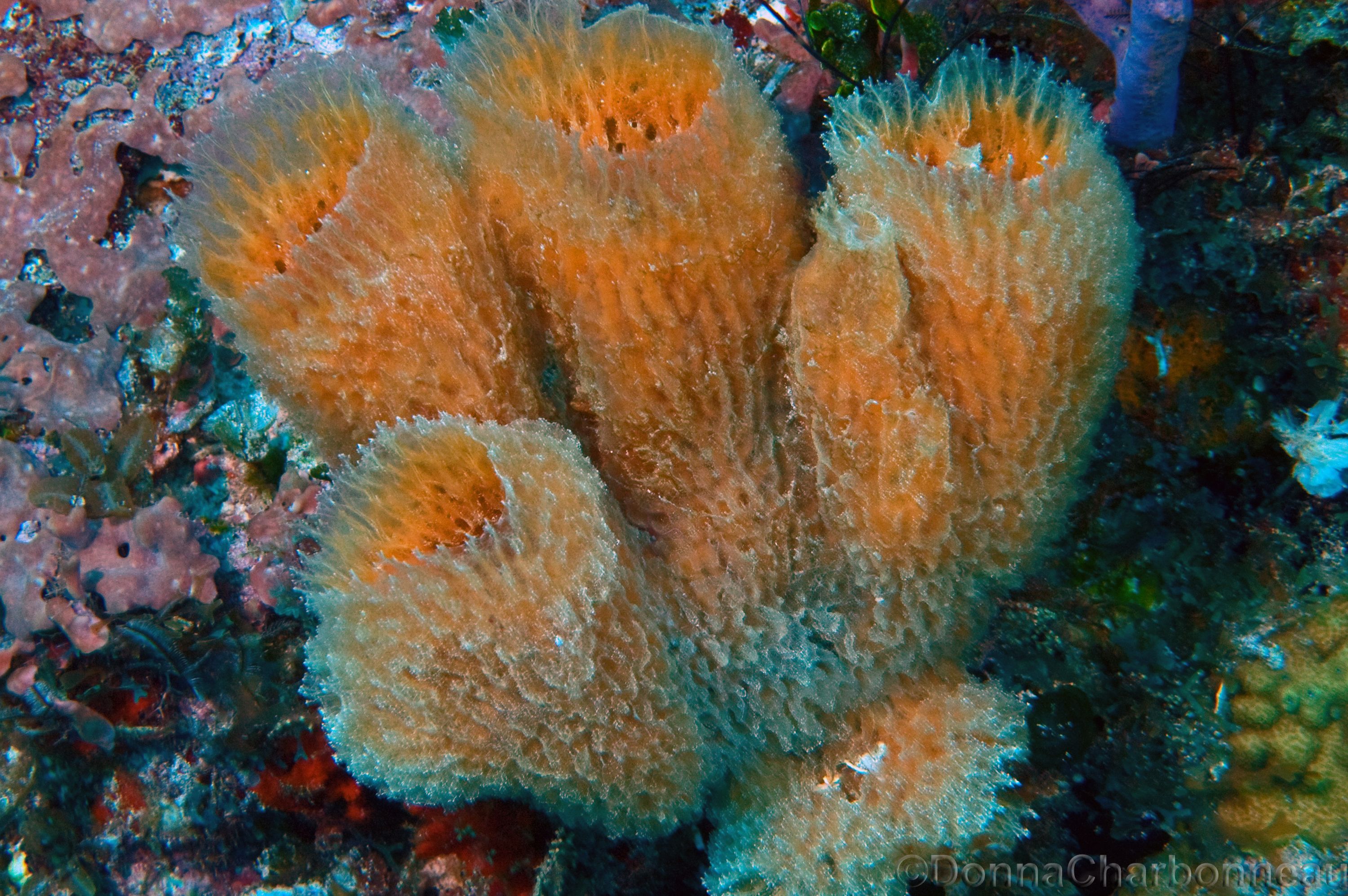 Peach colored Azure Vase Sponge