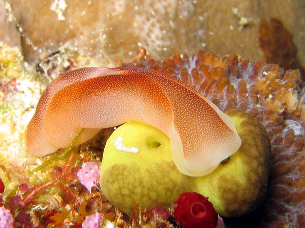 Peach Nudibranch