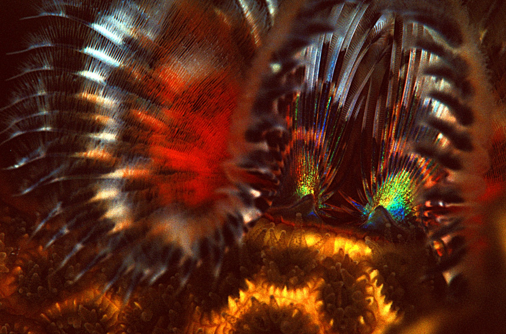 Peacock feathers