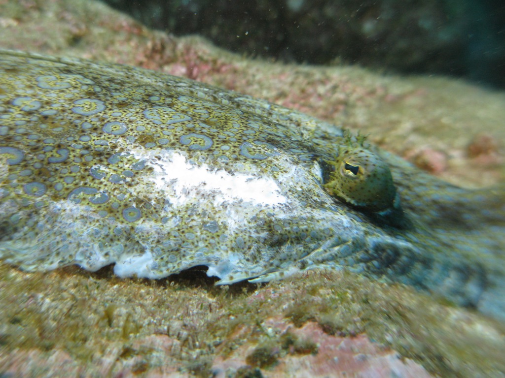 Peacock flounder eye