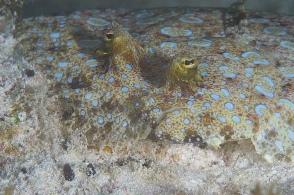 Peacock flounder face