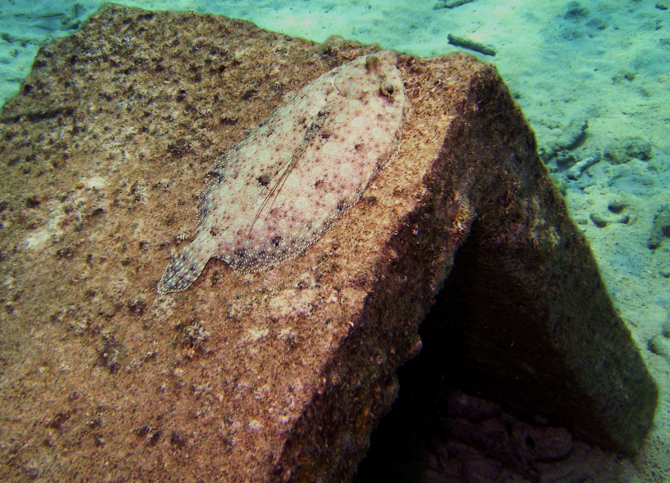 Peacock flounder on cement block