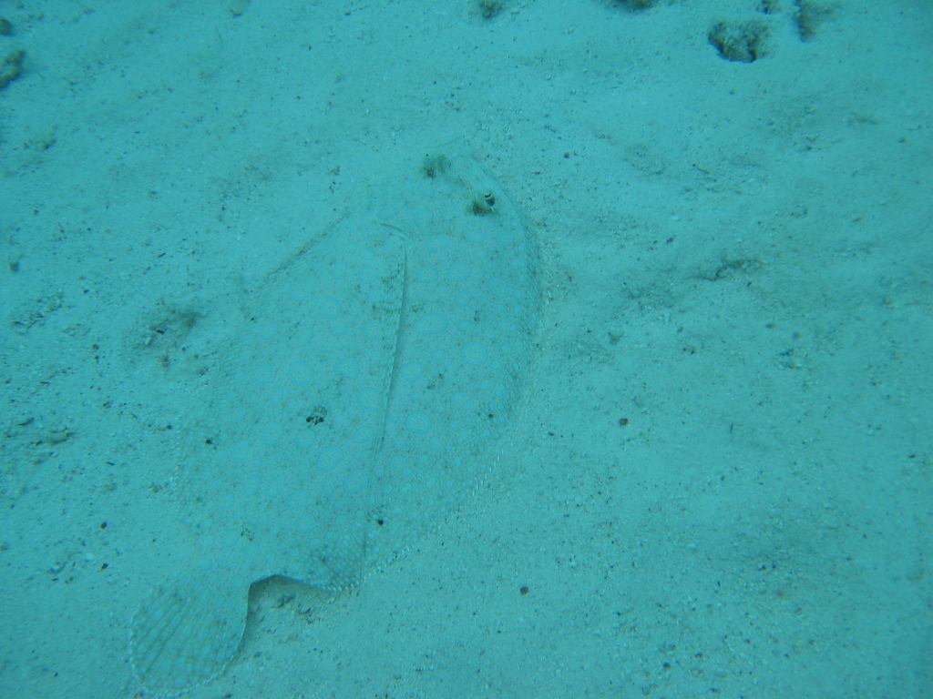 Peacock flounder on the sandy bottom